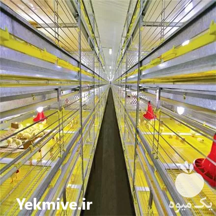 فروش قفس مرغ گوشتی در گروه تجهیزات مرغداری در یکمیوه -عکس1
