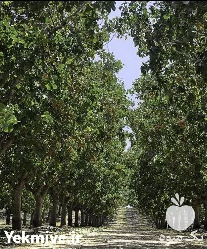 فروش نهال پسته هیبریدی در البرز در گروه خرید و فروش نهال پسته در یکمیوه -عکس1