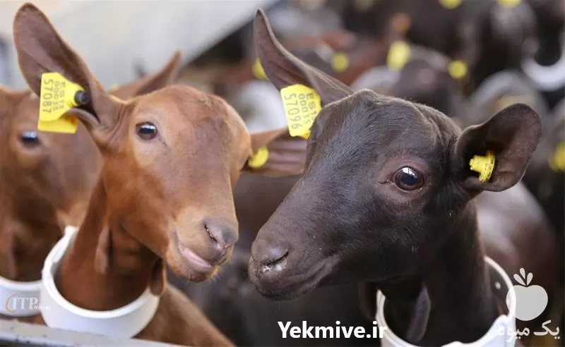 فروش بز مورسیا اصل اسپانیایی در گروه گاو و گوسفند و میش و بز کهره گوساله در یکمیوه -عکس1