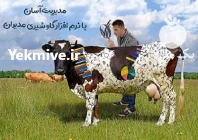 مدیریت گاو شیری در اصفهان در گروه تجهیزات دامداری در یکمیوه -عکس1