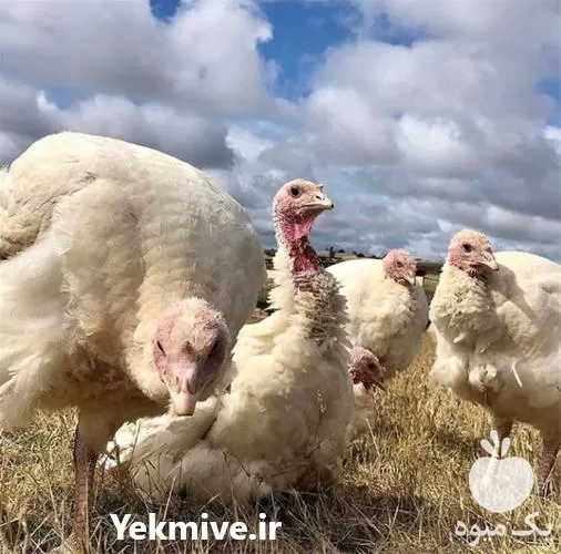 خرید قیمت بوقلمون زنده آماده کشتار در تهران در گروه مرغ و خروس و بوقلمون و اردک قو قاز در یکمیوه -عکس1