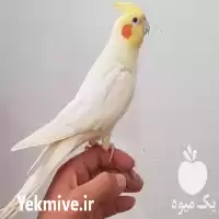 خرید تخم نطفه دار عروس هلندی در تهران در گروه انواع تخم ها در یکمیوه