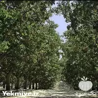 فروش نهال پسته هیبریدی در البرز در گروه خرید و فروش نهال پسته در یکمیوه