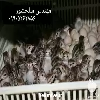 فروش جوجه کبک مولد در همدان در گروه مرغ و خروس و بوقلمون و اردک قو قاز در یکمیوه