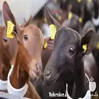 فروش بز مورسیا اصل اسپانیایی در گروه گاو و گوسفند و میش و بز کهره گوساله در یکمیوه