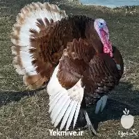 تا صد دوره آموزش پرورش بوقلمون در گروه دوره آموزش کشاورزی در یکمیوه