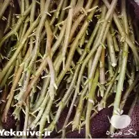 خرید پیوندک نهال پسته قیمت نهال در آذربایجان غربی در گروه خرید و فروش نهال پسته در یکمیوه