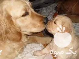 قیمت خرید ماده مولد گلدن رتریور در تهران در گروه سگ و گربه در یکمیوه -عکس1
