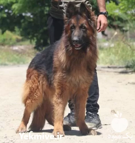 قیمت خرید سگ ژرمن شپرد در تهران در گروه سگ و گربه در یکمیوه -عکس1