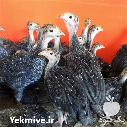 قیمت خرید بوقلمون v 1 فرانسوی در اصفهان در گروه مرغ و خروس و بوقلمون و اردک قو قاز در یکمیوه -عکس1