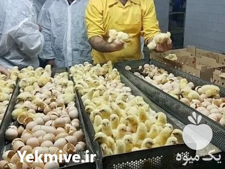جوجه گوشتی یک روزه شرکت طیور در گروه مرغ و خروس و بوقلمون و اردک قو قاز در یکمیوه -عکس1