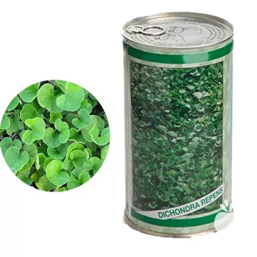 خرید بذر چمن شبدری در گروه خرید و فروش بذر چمن در یکمیوه -عکس1