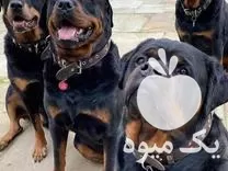 فروش واگذاری سگ روتوایلر در تهران در گروه سگ و گربه در یکمیوه -عکس1