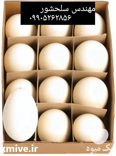 فروش قیمت تخم غاز در قزوین در گروه انواع تخم ها در یکمیوه -عکس1