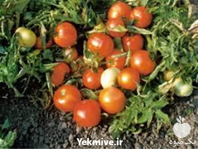 خرید بذر گوجه سوپر کویین سه در بوشهر در گروه خرید و فروش بذر گوجه در یکمیوه -عکس1