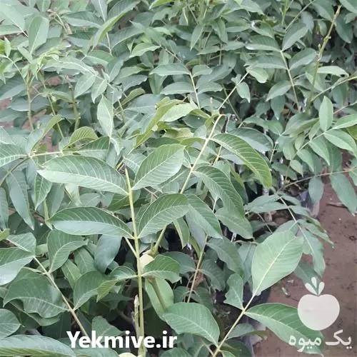 فروش نهال گردو فرنور پیوندی فرانسه در گروه خرید و فروش نهال گردو در یکمیوه -عکس1