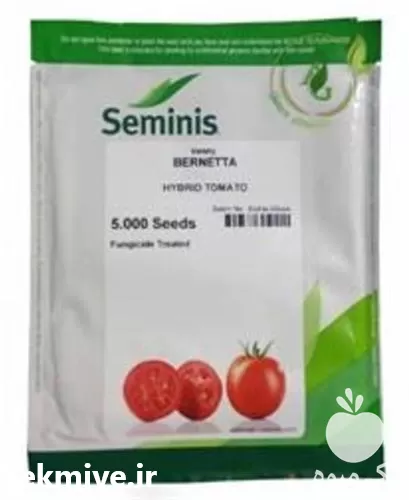بذر گوجه فرنگی برنتا هیبرید بازار در خوزستان در گروه خرید و فروش بذر گوجه در یکمیوه -عکس1