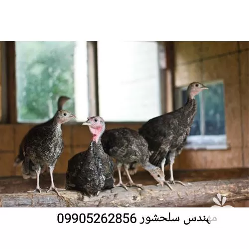 قیمت خرید جوجه بوقلمون یک ماهه در بوشهر در گروه مرغ و خروس و بوقلمون و اردک قو قاز در یکمیوه -عکس1