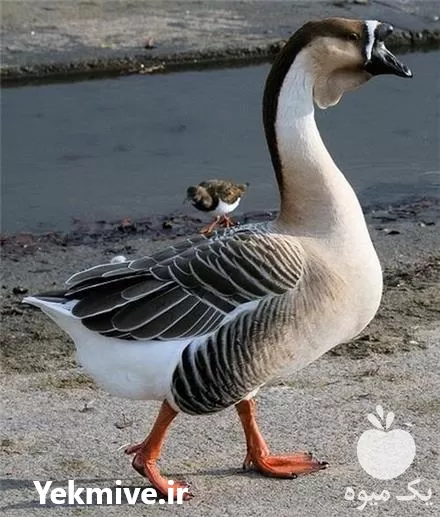 فروش جوجه قوغاز در گروه مرغ و خروس و بوقلمون و اردک قو قاز در یکمیوه -عکس1