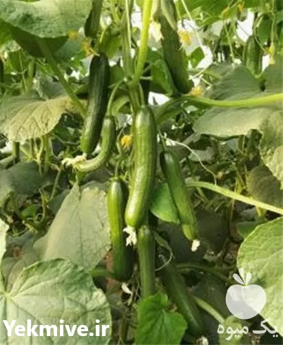عرضه بذر خیار گلخانه ای ویستا در تهران در گروه خرید و فروش بذر خیار در یکمیوه -عکس1