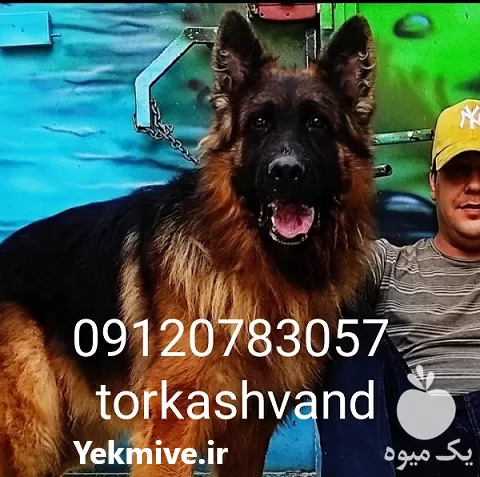 خرید سگ توله ژرمن شپرد خالص در محمدشهر در گروه سگ و گربه در یکمیوه -عکس1