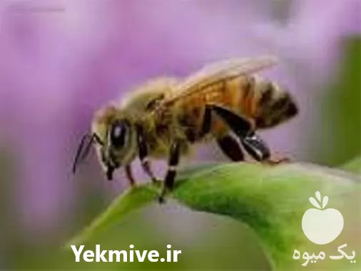 آموزش پرورش زنبور عسل در تهران در گروه دوره آموزش کشاورزی در یکمیوه -عکس1