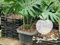 جذب متخصص گیاه پزشک در گروه مشاوره گیاه پزشکی در یکمیوه -عکس1