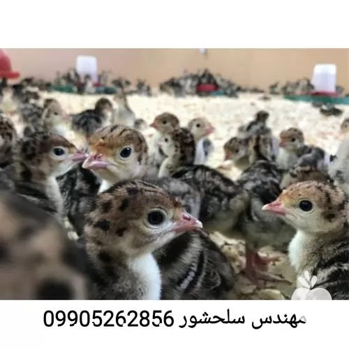 قیمت خرید ویژه جوجه بوقلمون در زنجان در گروه مرغ و خروس و بوقلمون و اردک قو قاز در یکمیوه -عکس1