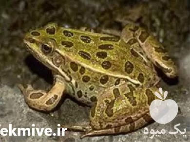 آموزش صفر تا صد پرورش قورباغه در گروه دوره آموزش کشاورزی در یکمیوه -عکس1