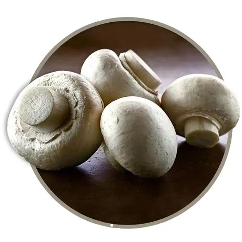 آموزش کامل و جامع پرورش قارچ در تهران در گروه دوره آموزش کشاورزی در یکمیوه -عکس1