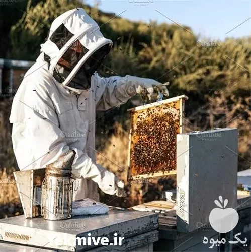 آموزش پرورش زنبور عسل در گروه دوره آموزش کشاورزی در یکمیوه -عکس1