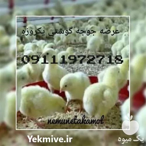 فروش پخش در مازندران در گروه خوراک دام و طیور در یکمیوه -عکس1