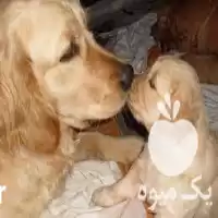 قیمت خرید ماده مولد گلدن رتریور در تهران در گروه سگ و گربه در یکمیوه