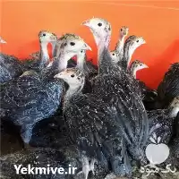 قیمت خرید بوقلمون v 1 فرانسوی در اصفهان در گروه مرغ و خروس و بوقلمون و اردک قو قاز در یکمیوه