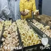جوجه گوشتی یک روزه شرکت طیور در گروه مرغ و خروس و بوقلمون و اردک قو قاز در یکمیوه