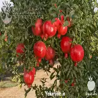 قیمت خرید نهال انار بجستان در گروه خرید و فروش نهال انار در یکمیوه