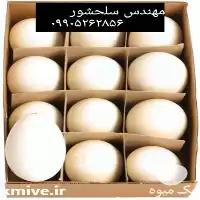 فروش قیمت تخم غاز در قزوین در گروه انواع تخم ها در یکمیوه