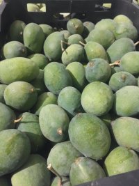 آگهی مشابه فروش انبه مخصوص ترشی در جیرفت در گروه خرید و فروش انبه در یکمیوه