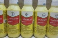 بذر خربزه مشهدی در گروه خرید و فروش بذر خربزه در یکمیوه