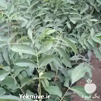 فروش نهال گردو فرنور پیوندی فرانسه در گروه خرید و فروش نهال گردو در یکمیوه