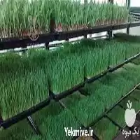 خرید صفر تا صد پرورش علوفه در تهران در گروه خوراک دام و طیور در یکمیوه