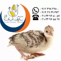 جوجه یکروزه و یکماهه بوقلمون برنز در گروه مرغ و خروس و بوقلمون و اردک قو قاز در یکمیوه