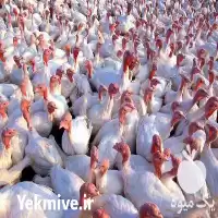 خرید جوجه بوقلمون بیوتی برنز انگلیسی در اصفهان در گروه تجهیزات مرغداری در یکمیوه