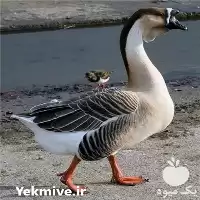 فروش جوجه قوغاز در گروه مرغ و خروس و بوقلمون و اردک قو قاز در یکمیوه