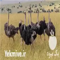 قطعه شترمرغ مولد با رکورد تخم در اصفهان در گروه مرغ و خروس و بوقلمون و اردک قو قاز در یکمیوه