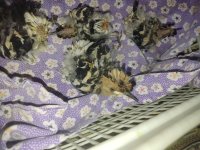 آگهی مشابه 4 عدد جوجه هدهد در الوند در گروه خرید و فروش انواع پرنده در یکمیوه