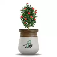 گل ختمی انواع کود سموم کشاورزی در اصفهان در گروه خرید و فروش گیاهان دارویی در یکمیوه