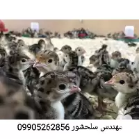 قیمت خرید ویژه جوجه بوقلمون در زنجان در گروه مرغ و خروس و بوقلمون و اردک قو قاز در یکمیوه