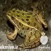 آموزش صفر تا صد پرورش قورباغه در گروه دوره آموزش کشاورزی در یکمیوه