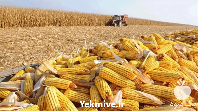 فروش ذرت دامی در اصفهان در گروه خرید و فروش ذرت در یکمیوه -عکس1